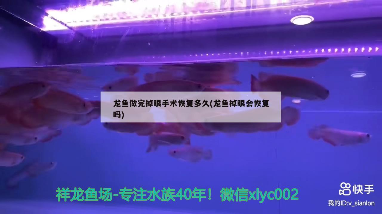 龍魚做完掉眼手術(shù)恢復(fù)多久(龍魚掉眼會(huì)恢復(fù)嗎)