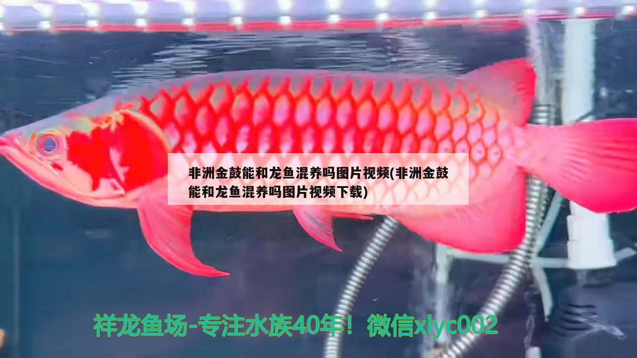 非洲金鼓能和龍魚混養(yǎng)嗎圖片視頻(非洲金鼓能和龍魚混養(yǎng)嗎圖片視頻下載) 非洲金鼓魚