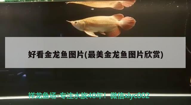 好看金龍魚圖片(最美金龍魚圖片欣賞) 斑馬狗頭魚