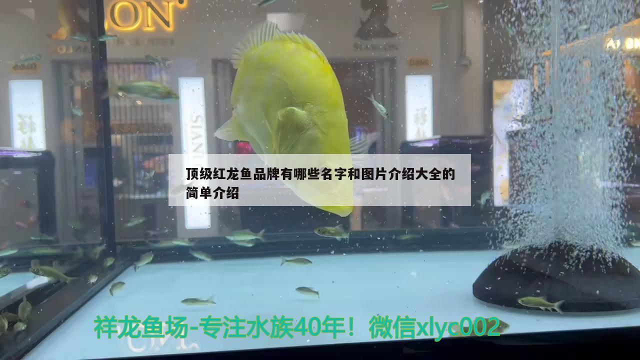 頂級紅龍魚品牌有哪些名字和圖片介紹大全的簡單介紹