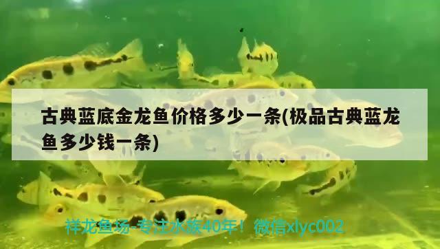 古典藍(lán)底金龍魚價格多少一條(極品古典藍(lán)龍魚多少錢一條)