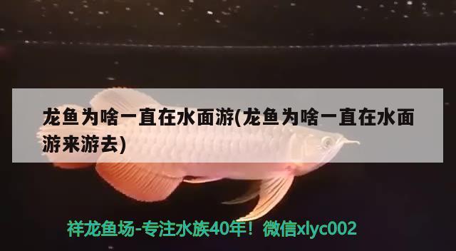 龍魚為啥一直在水面游(龍魚為啥一直在水面游來(lái)游去) 斯維尼關(guān)刀魚