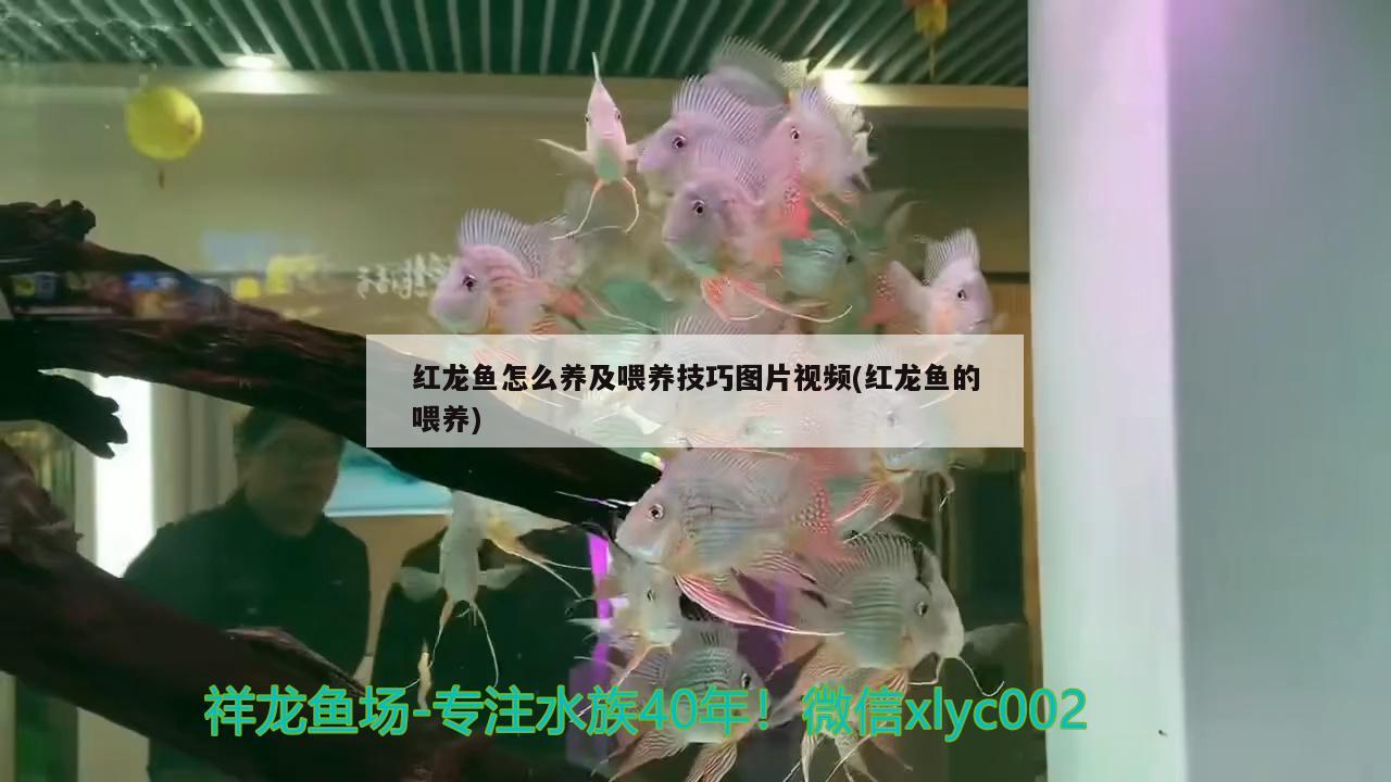 紅龍魚怎么養(yǎng)及喂養(yǎng)技巧圖片視頻(紅龍魚的喂養(yǎng)) 薩伊藍(lán)魚