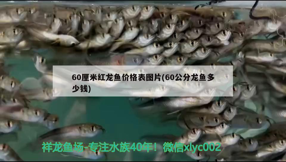 60厘米紅龍魚價(jià)格表圖片(60公分龍魚多少錢) 帝王血鉆魚