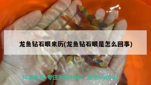 龍魚鉆石眼來歷(龍魚鉆石眼是怎么回事) 養(yǎng)魚知識