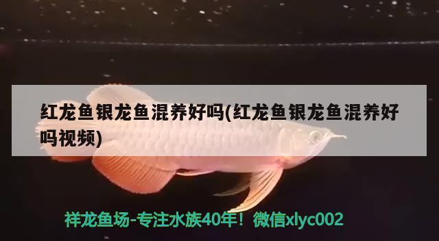 阜新水族批發(fā)市場在哪里呀（佛山裝飾材料市場在哪里） 其他品牌魚缸 第1張