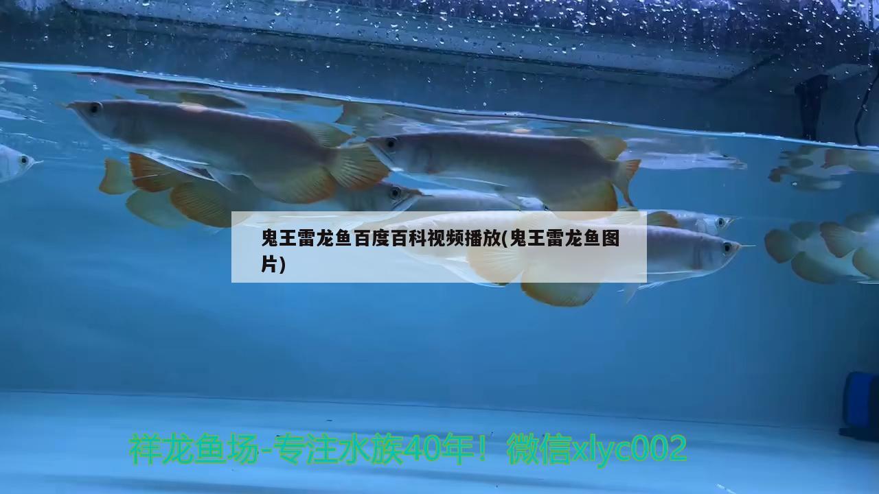 鬼王雷龍魚百度百科視頻播放(鬼王雷龍魚圖片) 羽毛刀魚苗