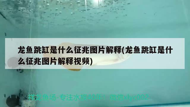 龍魚跳缸是什么征兆圖片解釋(龍魚跳缸是什么征兆圖片解釋視頻)