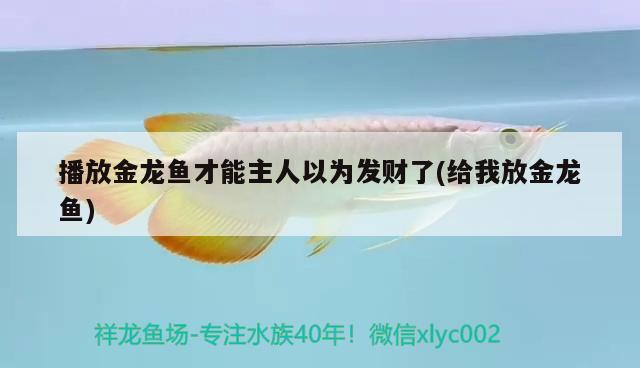 播放金龍魚才能主人以為發(fā)財了(給我放金龍魚)