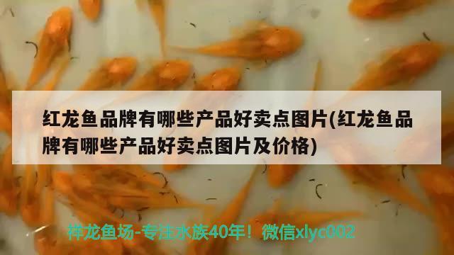 金龍魚生產(chǎn)廠家在哪？，岳陽金龍魚總經(jīng)銷地址 沖氧泵 第3張