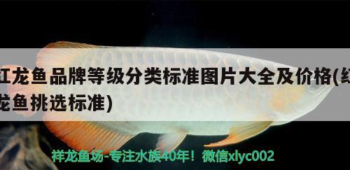 虎紋恐龍魚怎么養(yǎng)殖視頻（虎紋恐龍魚可以和什么魚混養(yǎng)）