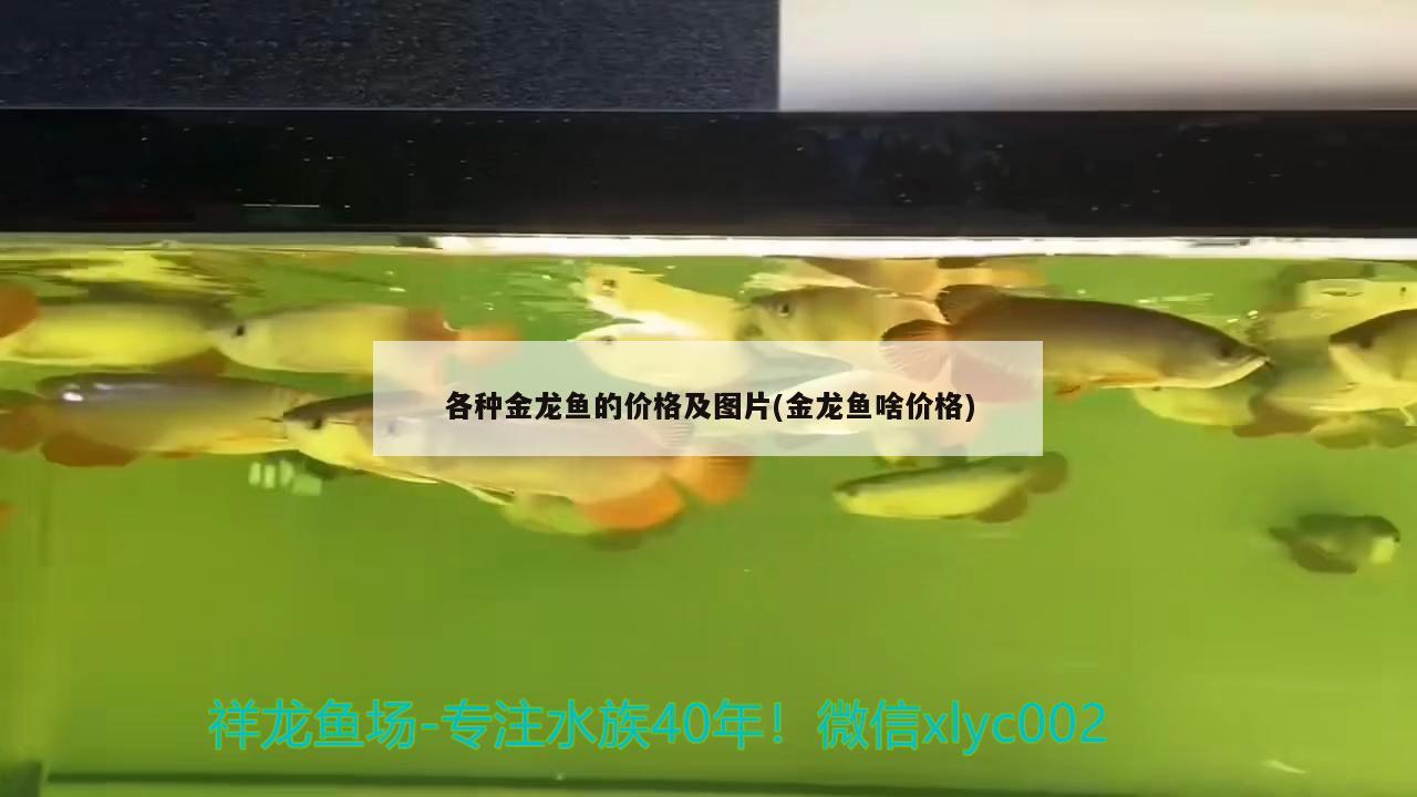 各種金龍魚的價(jià)格及圖片(金龍魚啥價(jià)格)