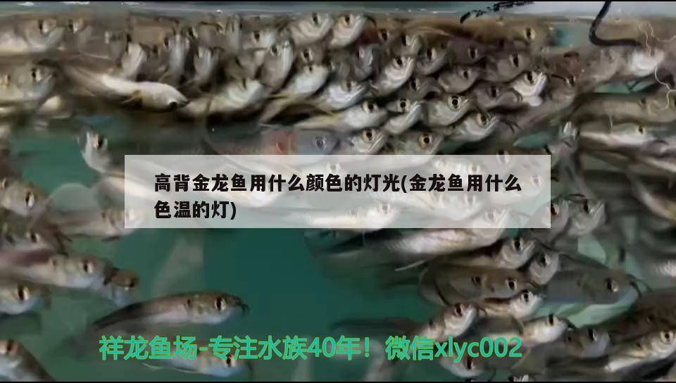 株洲魚缸定制（株洲魚缸定制廠家） 廣州龍魚批發(fā)市場(chǎng) 第1張