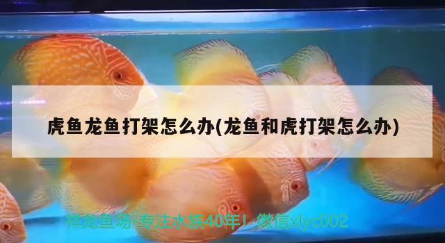 紅老虎魚混養(yǎng)龍魚怎么養(yǎng)，紅老虎魚混養(yǎng)龍魚怎么養(yǎng)龍魚，紅老虎魚混養(yǎng)龍魚怎么養(yǎng)