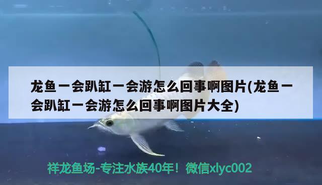 龍魚一會趴缸一會游怎么回事啊圖片(龍魚一會趴缸一會游怎么回事啊圖片大全)