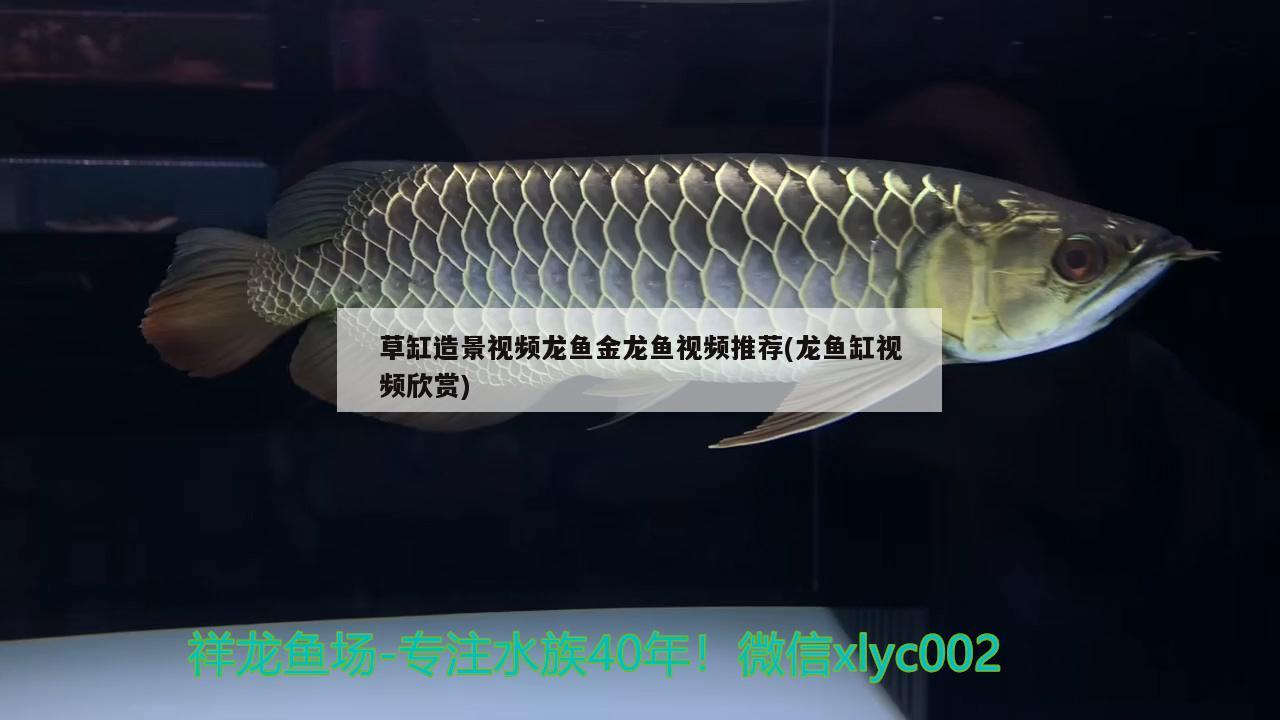 草缸造景視頻龍魚金龍魚視頻推薦(龍魚缸視頻欣賞) 水族品牌