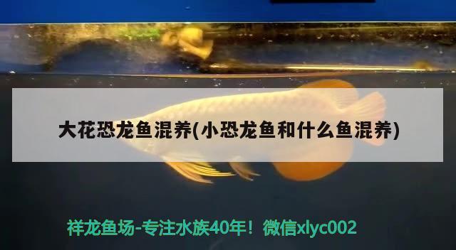 大花恐龍魚混養(yǎng)(小恐龍魚和什么魚混養(yǎng)) 水族用品