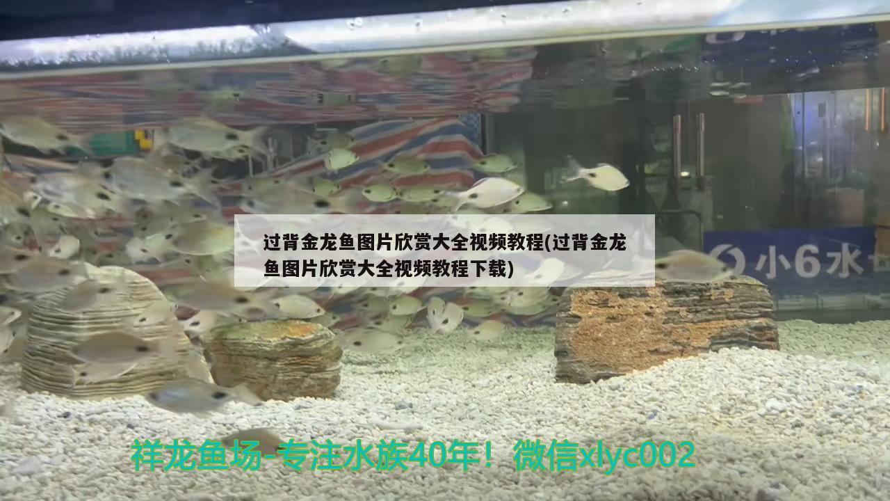 過背金龍魚圖片欣賞大全視頻教程(過背金龍魚圖片欣賞大全視頻教程下載) 金龍魚百科