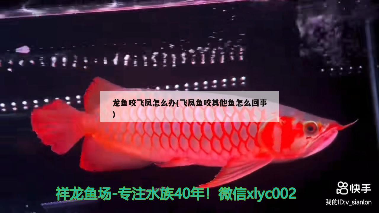 龍魚咬飛鳳怎么辦(飛鳳魚咬其他魚怎么回事) 飛鳳魚