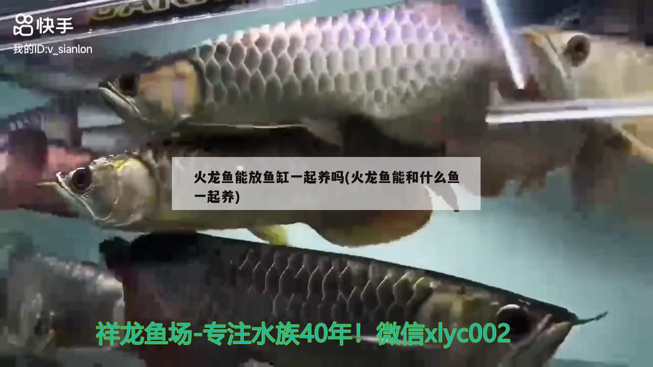 火龍魚能放魚缸一起養(yǎng)嗎(火龍魚能和什么魚一起養(yǎng)) 高背金龍魚