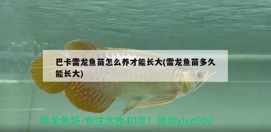 巴卡雷龍魚苗怎么養(yǎng)才能長大(雷龍魚苗多久能長大) 巴卡雷龍魚