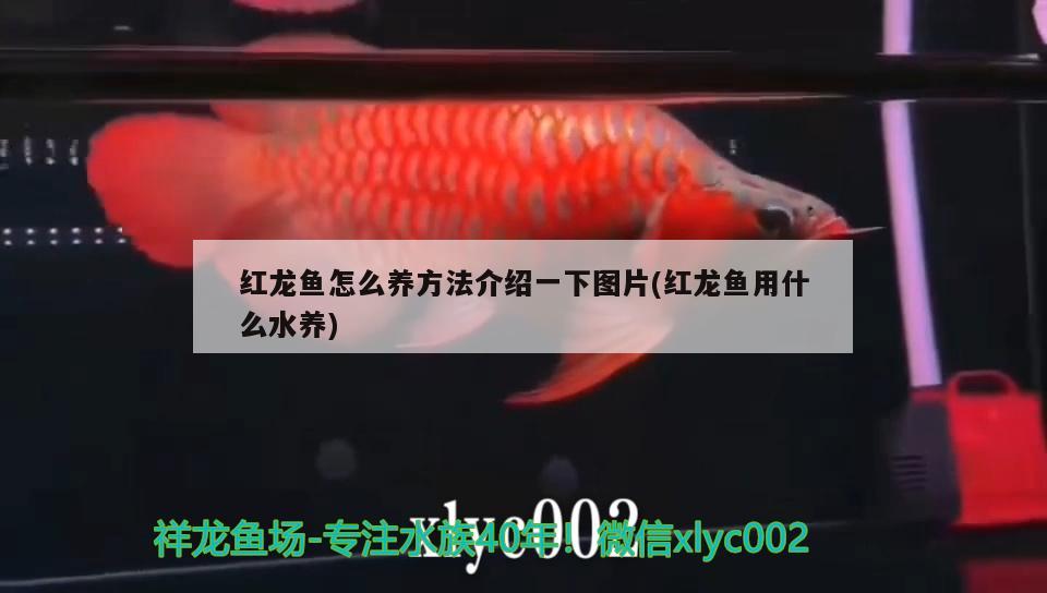 紅龍魚怎么養(yǎng)方法介紹一下圖片(紅龍魚用什么水養(yǎng)) 稀有紅龍品種