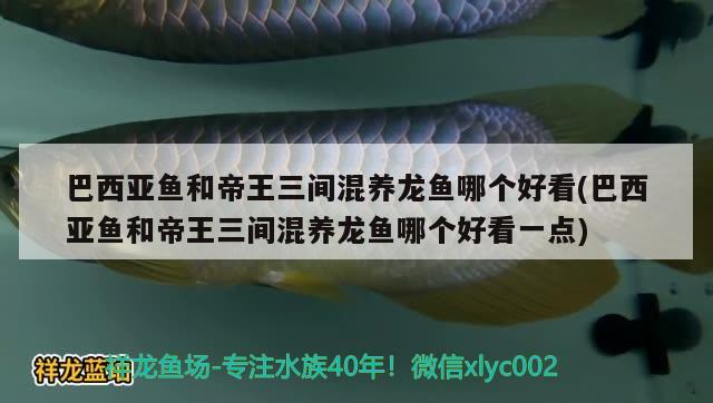 巴西亞魚和帝王三間混養(yǎng)龍魚哪個(gè)好看(巴西亞魚和帝王三間混養(yǎng)龍魚哪個(gè)好看一點(diǎn))