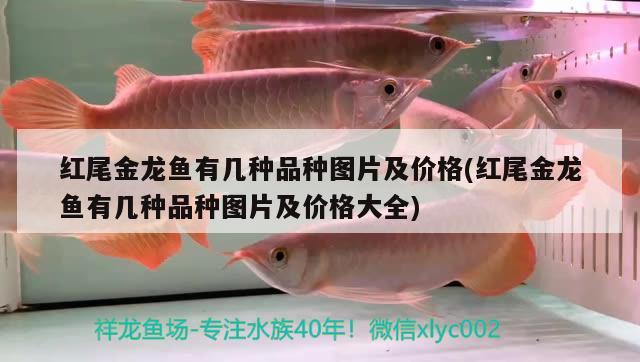 紅尾金龍魚有幾種品種圖片及價格(紅尾金龍魚有幾種品種圖片及價格大全) 帝王三間魚