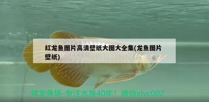 紅龍魚圖片高清壁紙大圖大全集(龍魚圖片壁紙) 過背金龍魚