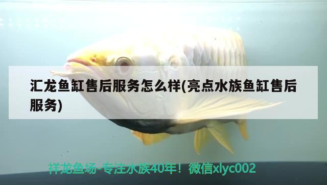 匯龍魚缸售后服務怎么樣(亮點水族魚缸售后服務) 古典過背金龍魚