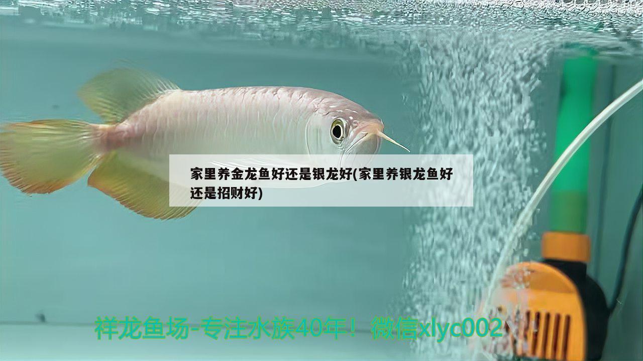 家里養(yǎng)金龍魚好還是銀龍好(家里養(yǎng)銀龍魚好還是招財(cái)好) 銀龍魚