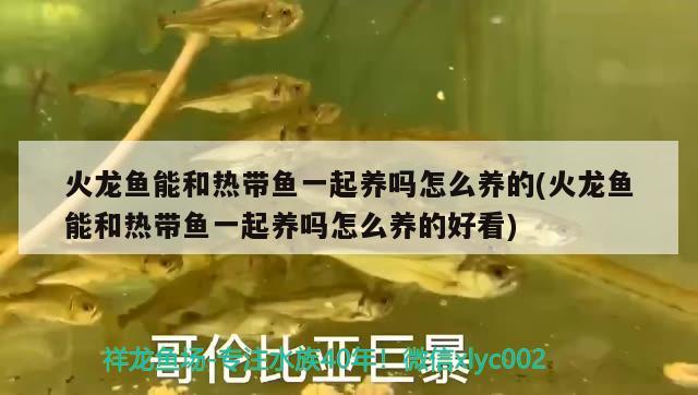 火龍魚能和熱帶魚一起養(yǎng)嗎怎么養(yǎng)的(火龍魚能和熱帶魚一起養(yǎng)嗎怎么養(yǎng)的好看) 黃金鴨嘴魚