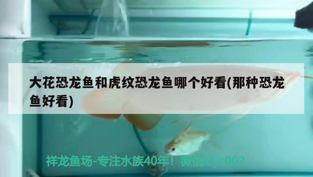 龍魚摔了一下,放魚缸翻身怎么辦：龍魚摔了一下,放魚缸翻身怎么辦呢