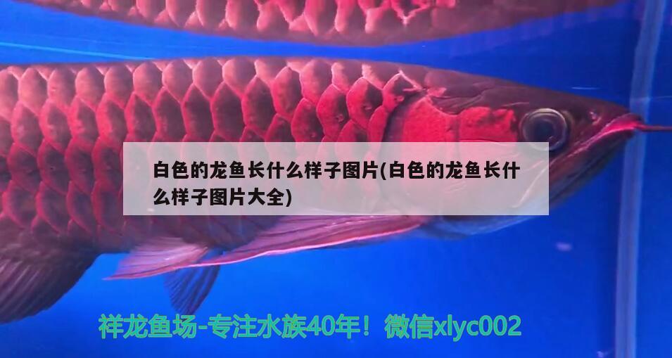 白色的龍魚長什么樣子圖片(白色的龍魚長什么樣子圖片大全)