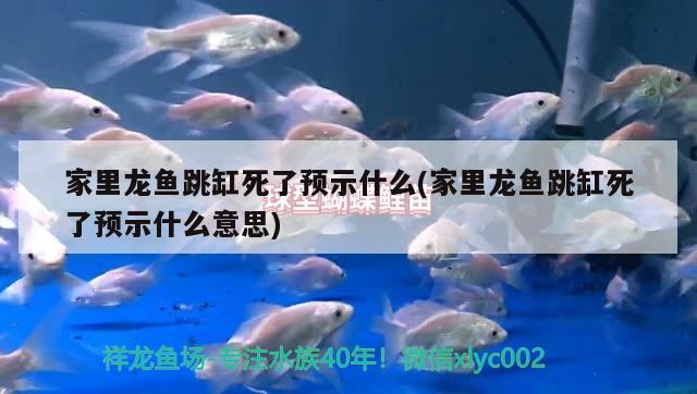 今天買鯉魚，發(fā)現(xiàn)本應(yīng)為黃色的魚籽為青色，請(qǐng)問(wèn)可不可以食用，這條黃鯉魚能吃嗎