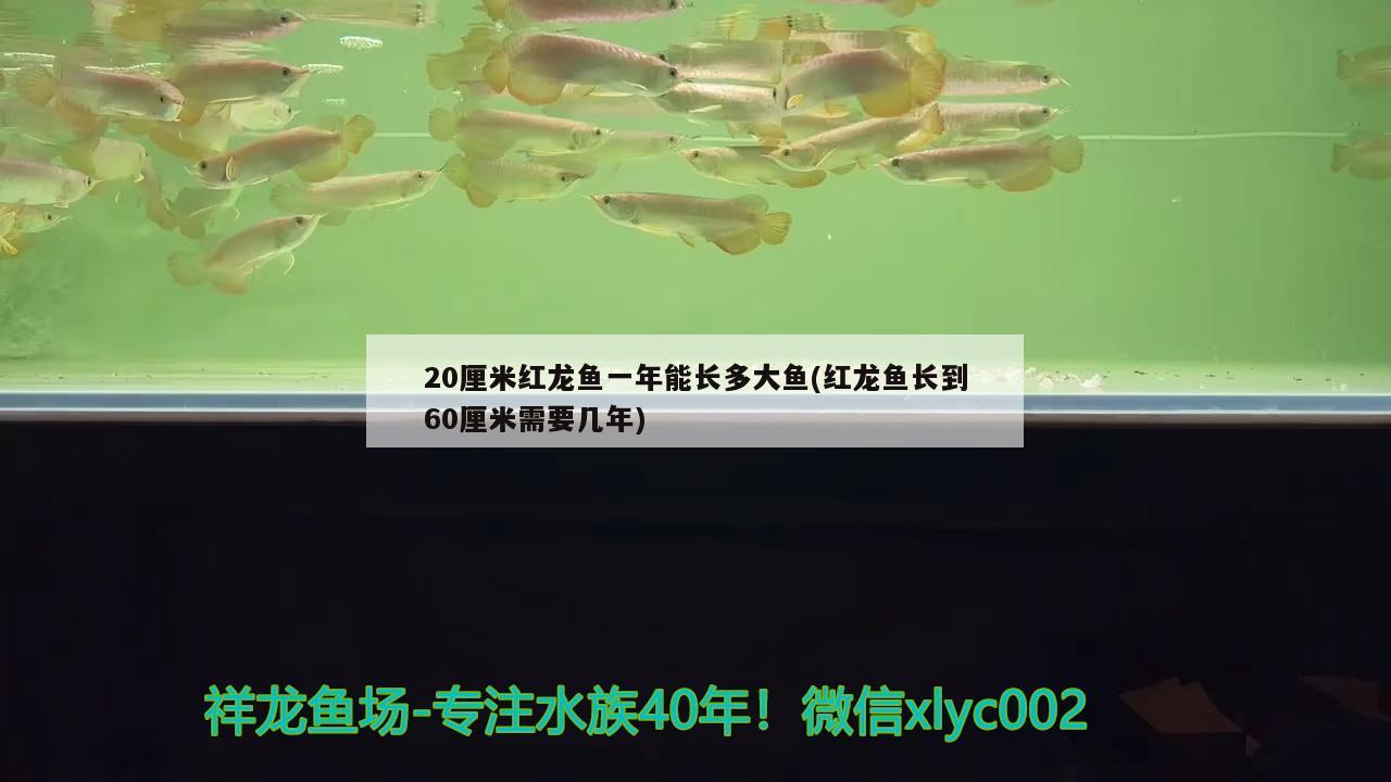 20厘米紅龍魚一年能長多大魚(紅龍魚長到60厘米需要幾年)