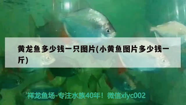 黃龍魚多少錢一只圖片(小黃魚圖片多少錢一斤)