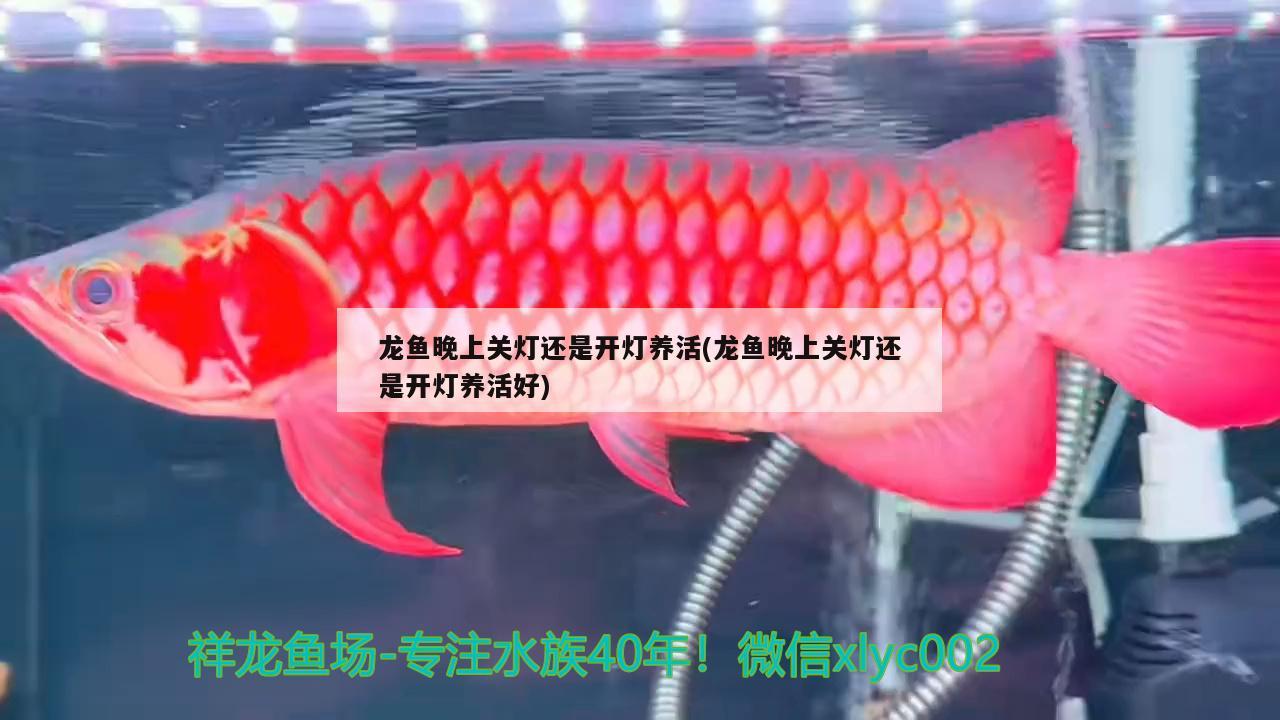 龍魚晚上關(guān)燈還是開燈養(yǎng)活(龍魚晚上關(guān)燈還是開燈養(yǎng)活好) 純血皇冠黑白魟魚