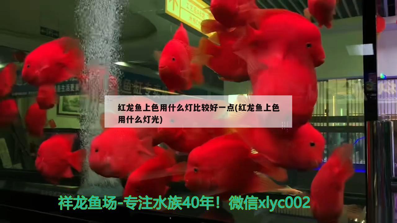 紅龍魚上色用什么燈比較好一點(紅龍魚上色用什么燈光)