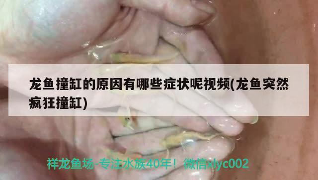 龍魚撞缸的原因有哪些癥狀呢視頻(龍魚突然瘋狂撞缸) 女王大帆魚苗