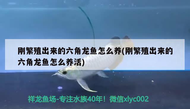 今天買鯉魚，發(fā)現(xiàn)本應(yīng)為黃色的魚籽為青色，請(qǐng)問(wèn)可不可以食用，這條黃鯉魚能吃嗎