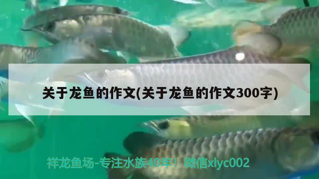 關(guān)于龍魚的作文(關(guān)于龍魚的作文300字) 黃金鴨嘴魚