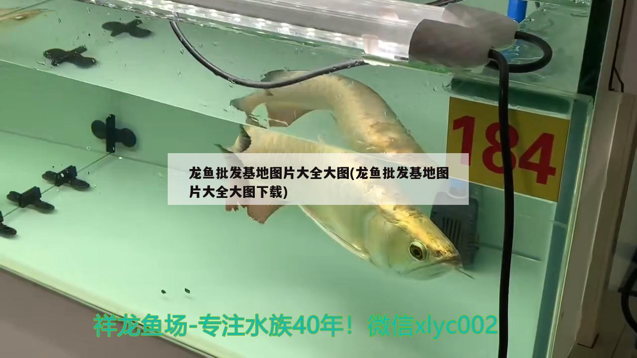 龍魚批發(fā)基地圖片大全大圖(龍魚批發(fā)基地圖片大全大圖下載)