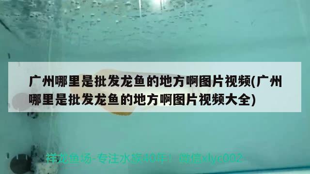 廣州哪里是批發(fā)龍魚的地方啊圖片視頻(廣州哪里是批發(fā)龍魚的地方啊圖片視頻大全) 觀賞魚水族批發(fā)市場(chǎng)