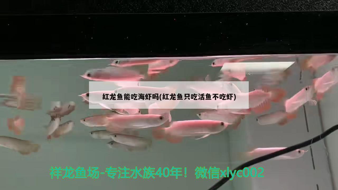 紅龍魚能吃海蝦嗎(紅龍魚只吃活魚不吃蝦)