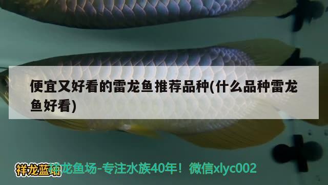 便宜又好看的雷龍魚推薦品種(什么品種雷龍魚好看)