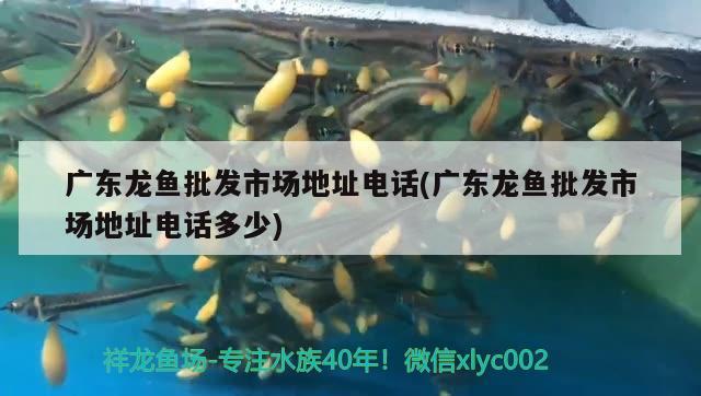 金龍紅龍魚區(qū)別在哪(金龍魚是不是) 水族燈（魚缸燈）