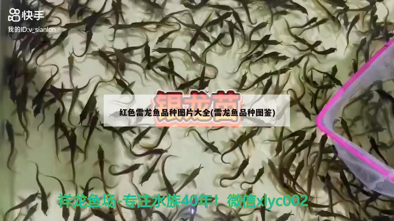 紅色雷龍魚品種圖片大全(雷龍魚品種圖鑒)