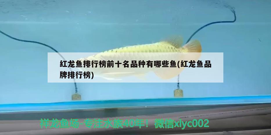 紅龍魚排行榜前十名品種有哪些魚(紅龍魚品牌排行榜)