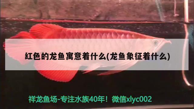 紅色的龍魚寓意著什么(龍魚象征著什么) 申古銀版魚 第2張